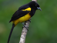 FL6A7837Black-cowled_Oriole