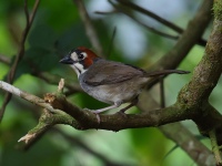 FL6A7844Cabanis_Ground-Sparrow