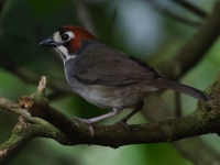FL6A7863Cabanis_Ground-Sparrow