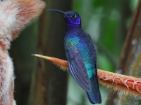 FL6A7927Violet_Sabrewing