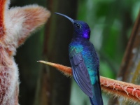 FL6A7938Violet_Sabrewing