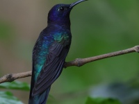 FL6A7968Violet_Sabrewing