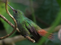 FL6A7985Rufous-tailed_Hummingbird