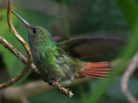 FL6A7987Rufous-tailed_Hummingbird