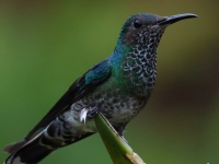 FL6A8032White-necked_Jacobin