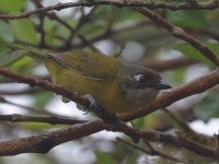 FL6A8114Common_Chlorospingus
