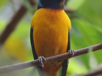 FL6A8131Elegant_Euphonia