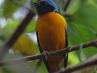 FL6A8137Elegant_Euphonia