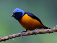 FL6A8156Elegant_Euphonia