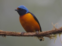 FL6A8163Elegant_Euphonia