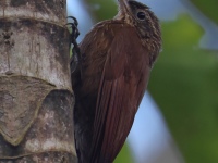 FL6A8167Cocoa_Woodcreeper