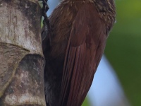 FL6A8170Cocoa_Woodcreeper