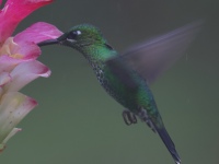 FL6A8176Green-crowned_Brilliant