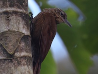 FL6A8180Cocoa_Woodcreeper