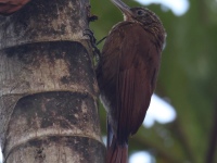 FL6A8188Cocoa_Woodcreeper