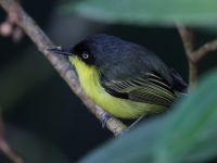 FL6A8216Common_Tody_Flycatcher