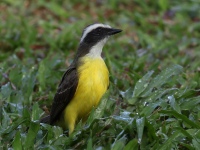 FL6A8272Social_Flycatcher
