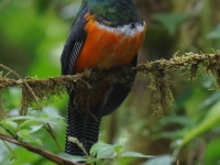 FL6A8309Collared_Trogon