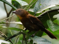 FL6A8311Red-throated_Ant-Tanager