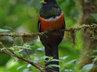 FL6A8316Collared_Trogon