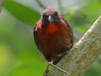 FL6A8332Red-throated_Ant-Tanager