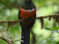 FL6A8339Collared_Trogon