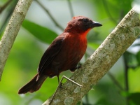 FL6A8342Red-throated_Ant-Tanager