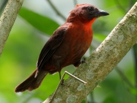 FL6A8343Red-throated_Ant-Tanager