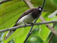 FL6A8349Brown_Jay