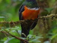 FL6A8355Collared_Trogon