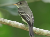 FL6A8372Tropical_Pewee