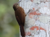 FL6A8399Cocoa_Woodcreeper