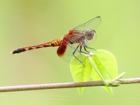FL6A8416Dragonfly