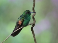 FL6A8444Stripe-tailed_Hummingbird