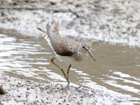 FL6A8445Solitary_Sandpiper
