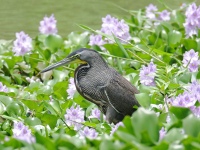 FL6A8475Fasciated_Tiger-Heron