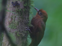 FL6A8479Ruddy_Woodcreeper