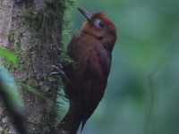 FL6A8484Ruddy_Woodcreeper