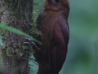 FL6A8487Ruddy_Woodcreeper