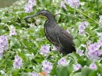 FL6A8489Fasciated_Tiger-Heron
