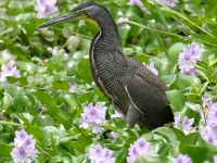 FL6A8496Fasciated_Tiger-Heron