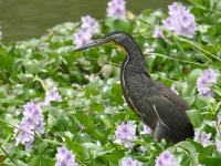 FL6A8511Fasciated_Tiger-Heron