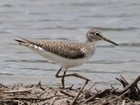 FL6A8516Solitary_Sandpiper