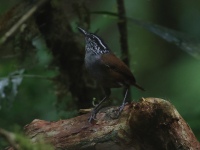 FL6A8525Gray-breasted_Wood-Wren