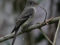 FL6A8531Tropical_Pewee