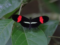 FL6A8548Small_Postman_Heliconius_Erato