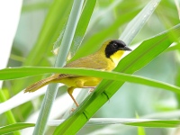 FL6A8601Olive-crowned_Yellowthroat
