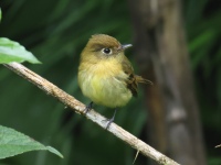 FL6A8601Yellowish_Flycatcher