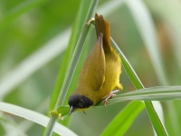 FL6A8627Olive-crowned_Yellowthroat