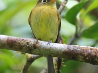 FL6A8628Yellowish_Flycatcher